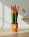 Sanseveria Cylindrica Punte Arancioni - Varie Misure