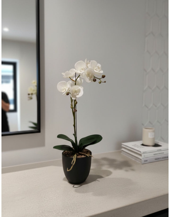 Pianta di Phalaenopsis Stelo Singolo - H 50 cm