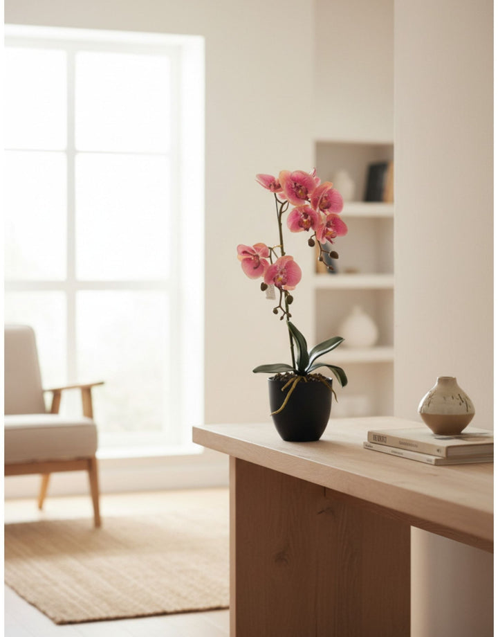Pianta di Phalaenopsis Stelo Singolo - H 50 cm