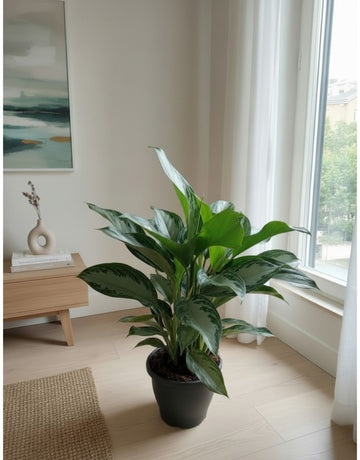 Pianta da Interni - Aglaonema