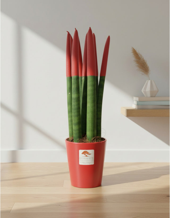Sanseveria Cylindrica Punte Rosse - Varie Misure