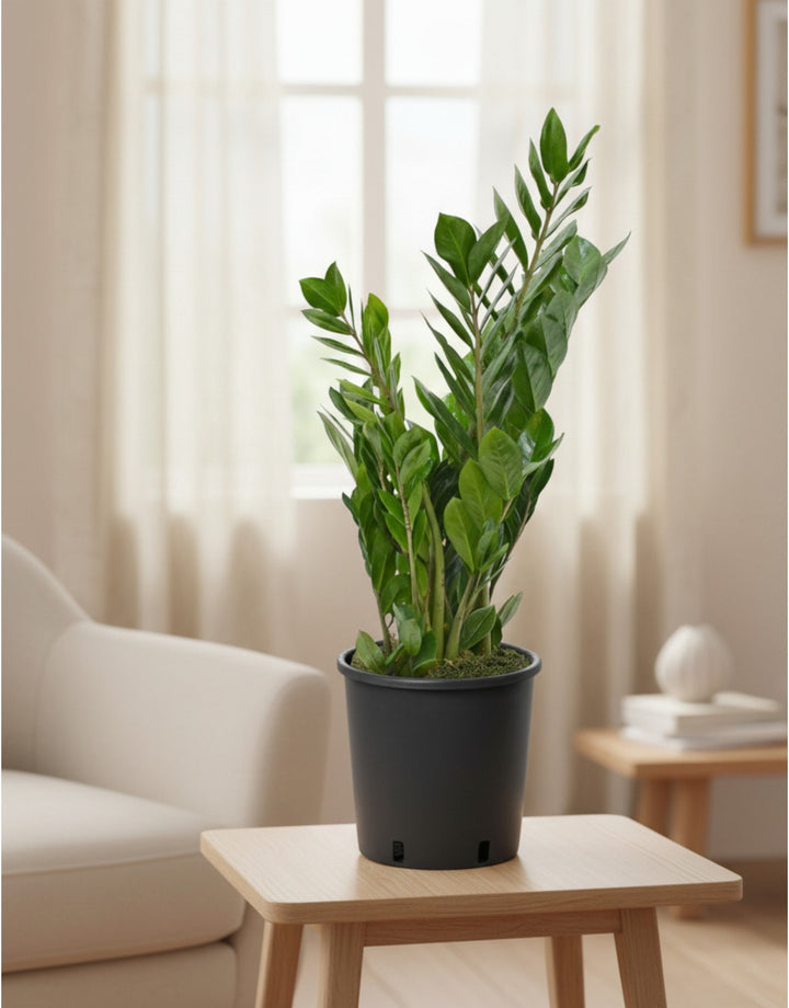 Pianta Sempreverde - Zamioculcas Zamilifolia