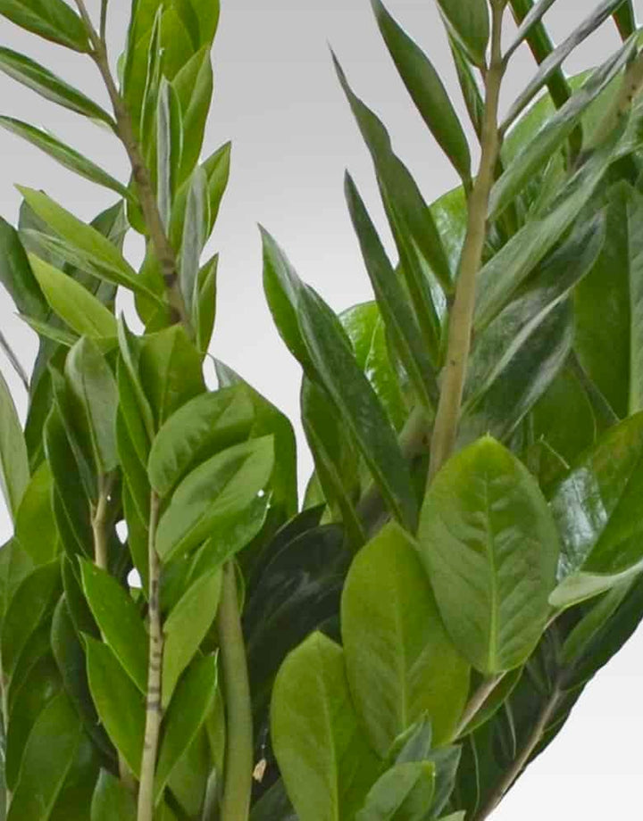 Pianta Sempreverde - Zamioculcas Zamilifolia