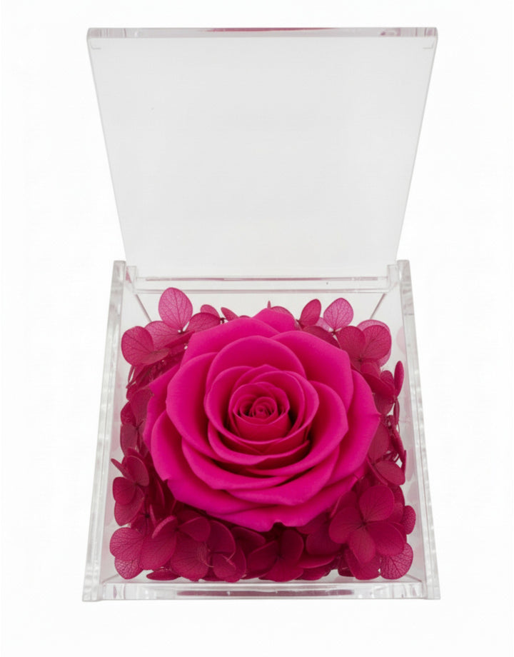 Rosa Stabilizzata Fucsia in Cofanetto