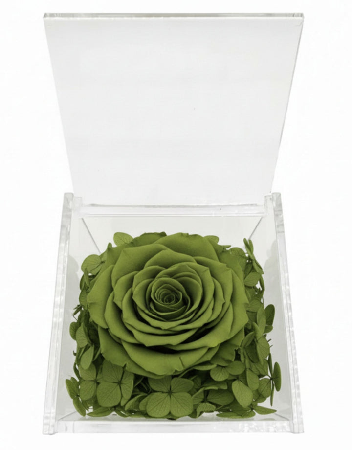 Rosa Stabilizzata Verde Militare in Cofanetto